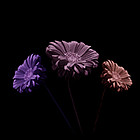 Funky Flowers ...
